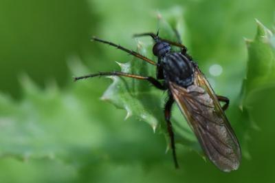 Empis marqueté