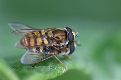 <i>Eupeodes corollae</i>