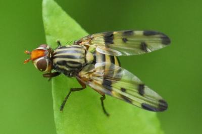 <i>Otites porcus</i>