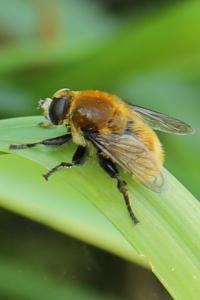 <i>Merodon equestris</i>