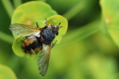 <i>Phryxe magnicornis</i>