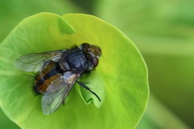 <i>Gonia vacua</i>