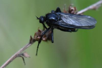 <i>Empis ciliata</i>