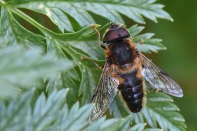 <i>Eristalis pertinax</i>