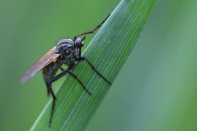 Empis marqueté