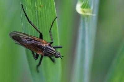 Empis marqueté