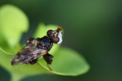 <i>Myopa buccata</i>