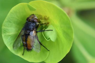 <i>Gonia vacua</i>