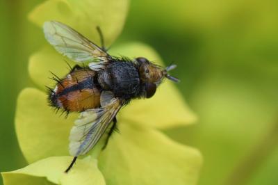 <i>Gonia vacua</i>