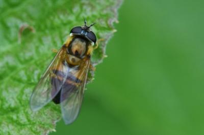 <i>Epistrophe eligans</i>