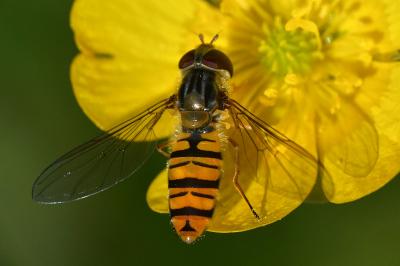 <i>Episyrphus balteatus</i>