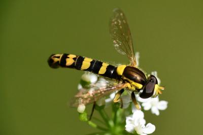 <i>Sphaerophoria scripta</i>