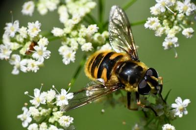 <i>Myathropa florea</i>