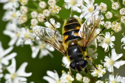 <i>Myathropa florea</i>