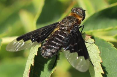 <i>Hemipenthes morio</i>