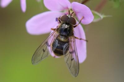 <i>Ferdinandea cuprea</i>