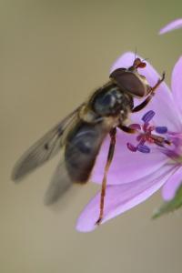 <i>Ferdinandea cuprea</i>