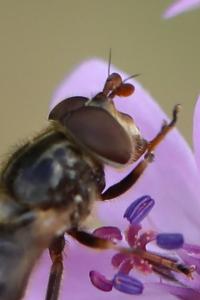 <i>Ferdinandea cuprea</i>