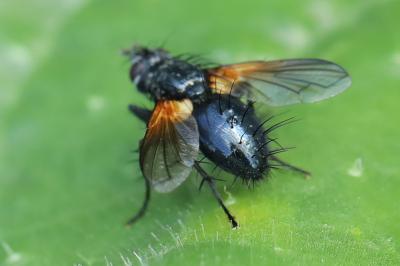 <i>Zophomyia temula</i>