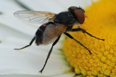 <i>Phasia aurigera</i>