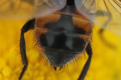 <i>Phasia aurigera</i>