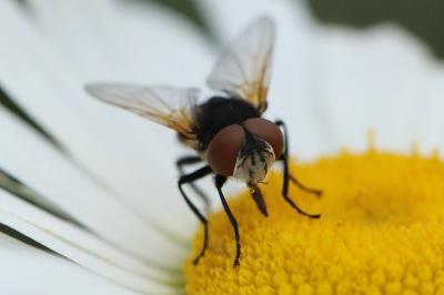 <i>Phasia aurigera</i>