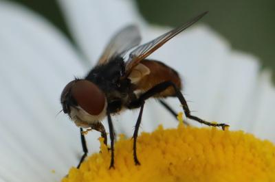 <i>Phasia aurigera</i>