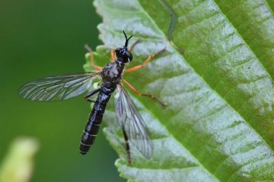 <i>Dioctria rufipes</i>