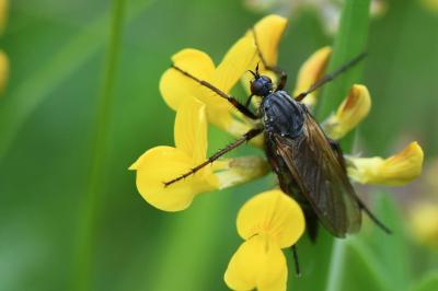 Empis marqueté