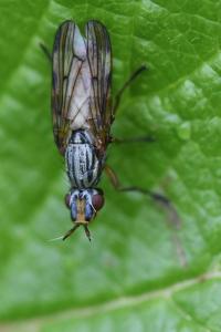 <i>Dorycera graminum</i>