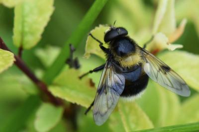 <i>Volucella bombylans</i>
