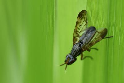 <i>Dorycera graminum</i>