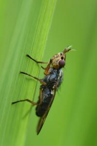<i>Dorycera graminum</i>