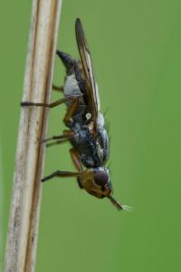 <i>Dorycera graminum</i>