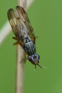 <i>Dorycera graminum</i>