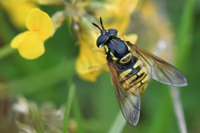 <i>Chrysotoxum cautum</i>