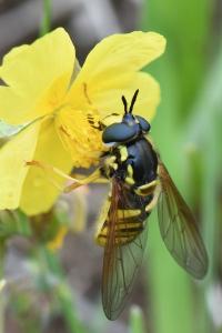 <i>Chrysotoxum cautum</i>