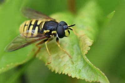 <i>Chrysotoxum cautum</i>