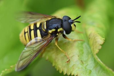 <i>Chrysotoxum cautum</i>