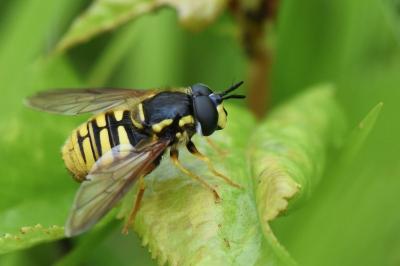 <i>Chrysotoxum cautum</i>
