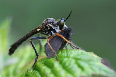<i>Dioctria rufipes</i>