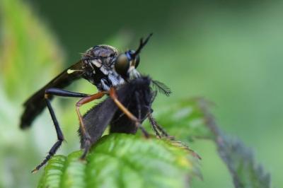 <i>Dioctria rufipes</i>