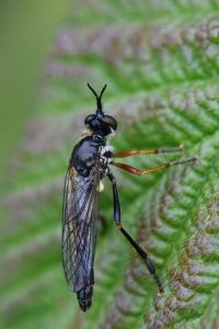<i>Dioctria rufipes</i>