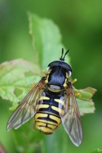 <i>Chrysotoxum cautum</i>