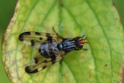 <i>Otites porcus</i>