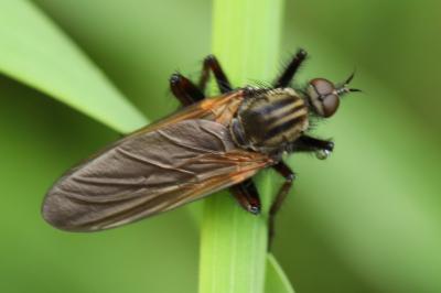 Empis marqueté