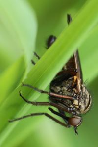 Empis marqueté