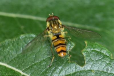 <i>Episyrphus balteatus</i>