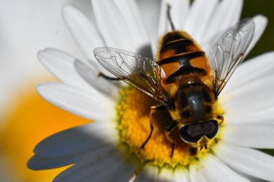 Myathropa florea