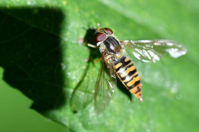 <i>Episyrphus balteatus</i>